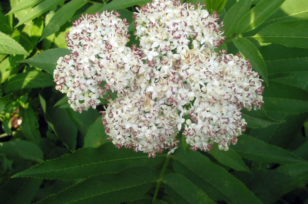 Sambucus_ebulus_bgiu