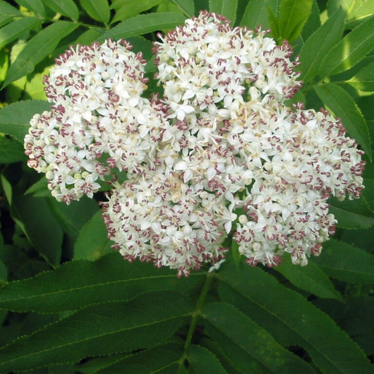Sambucus_ebulus_bgiu