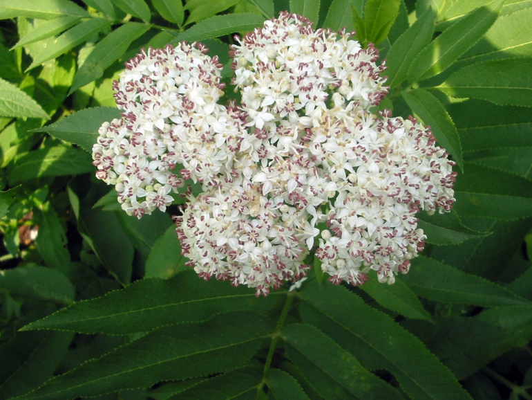 Sambucus_ebulus_bgiu