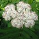 Sambucus_ebulus_bgiu