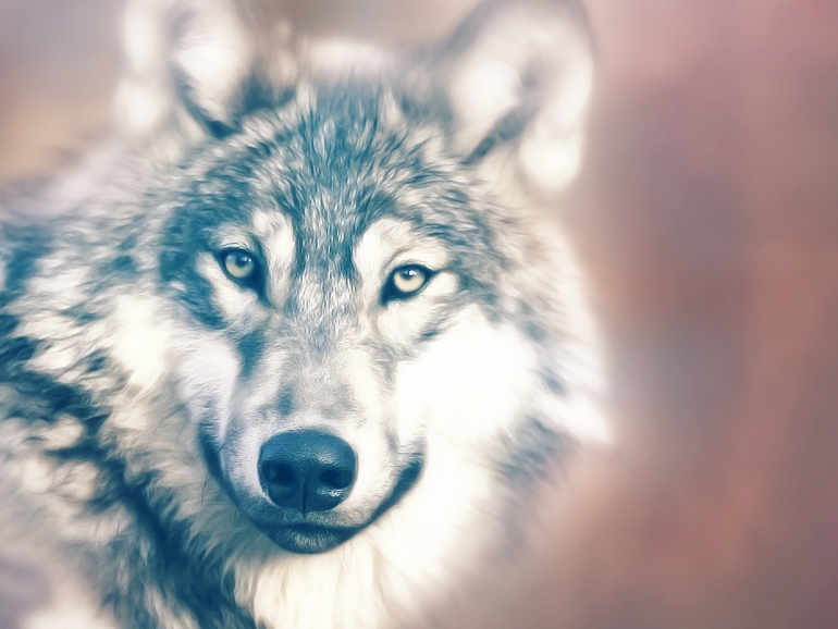 wolf-1640162