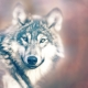 wolf-1640162