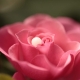 homeopatia