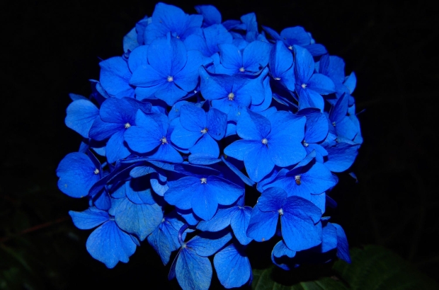 hydrangea-419061