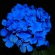 hydrangea-419061