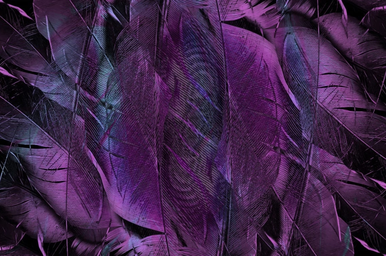 feather-4431599
