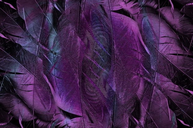 feather-4431599