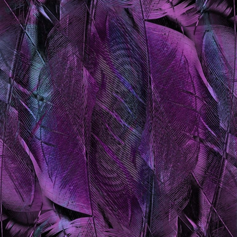feather-4431599