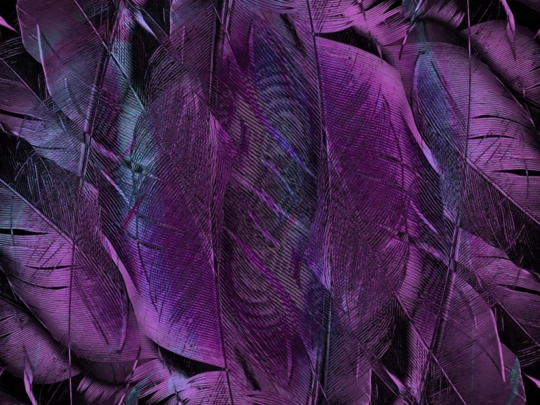 feather-4431599