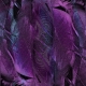 feather-4431599