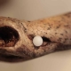 homeopatia-kopia 1100x550
