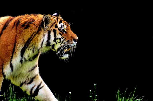 1 tiger