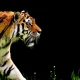 1 tiger