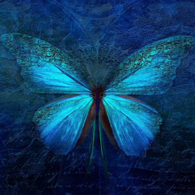 1 Motyl