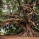 1 olive-tree-3579922_1920