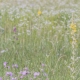 1 mullein-5294008