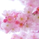1 pink-324175