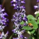bumblebee-4459680