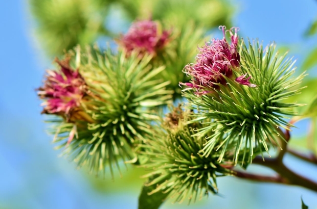 great-burdock-3744281