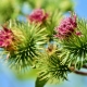 great-burdock-3744281