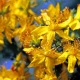 1 blossom-374511
