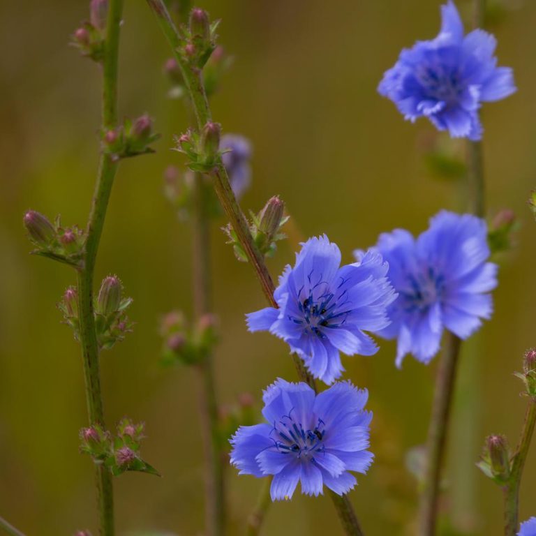 1 cichorium-intybus-5379733