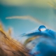 1 droplet-3716288