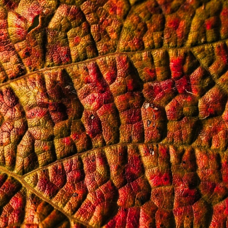 1 leaf-6951735_1920