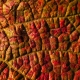 1 leaf-6951735_1920