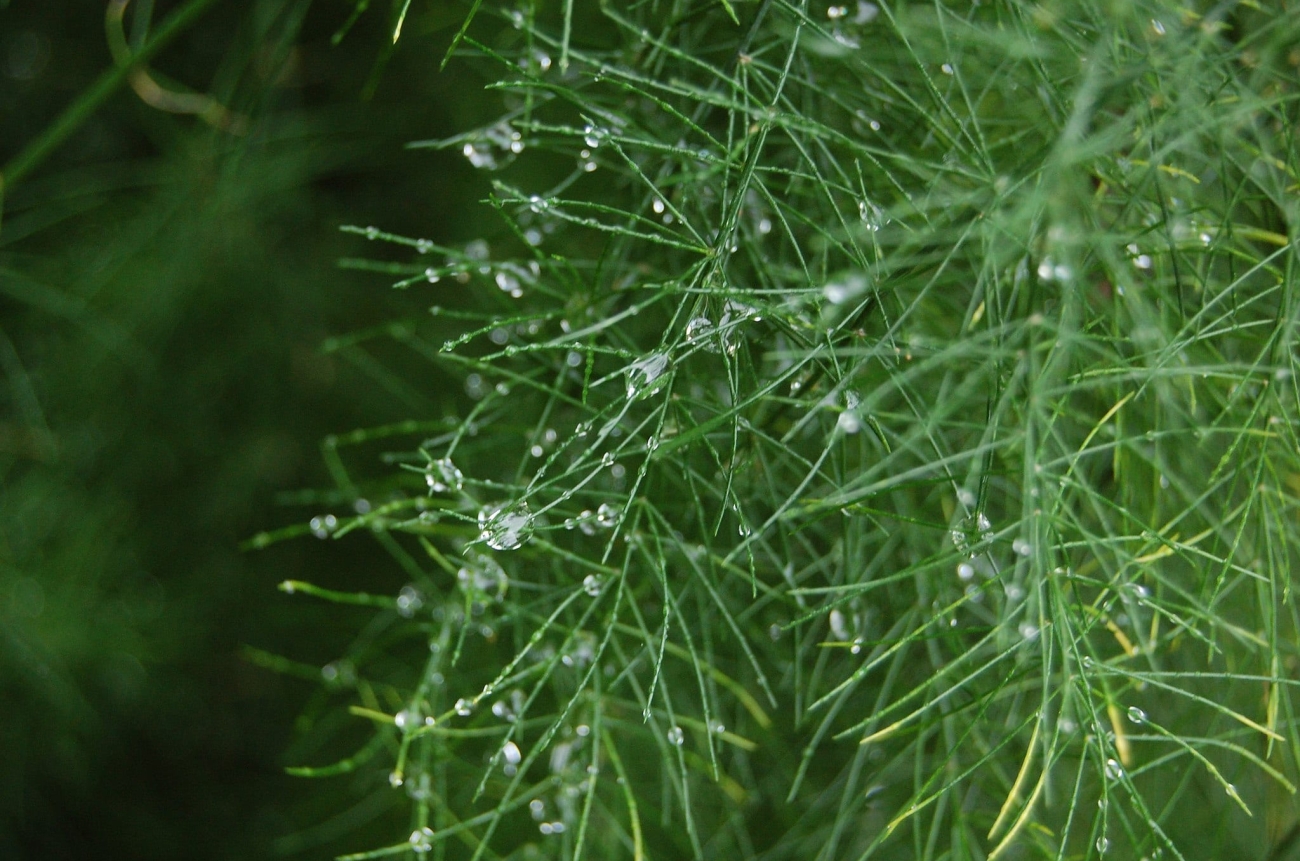 2048px-Asparagus_officinalis_dewdrop