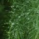 2048px-Asparagus_officinalis_dewdrop