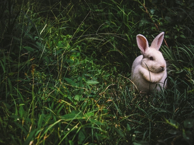 bunny-1845263_1920