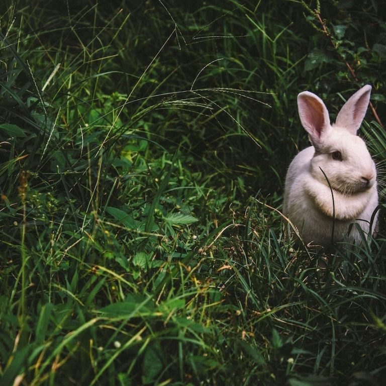 bunny-1845263_1920