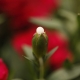 _MG_0548