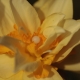 18 homeopatia