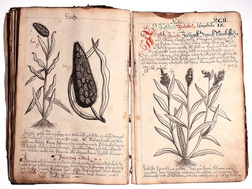 22 Irsa Matiolliho herbár liečivých rastlín, opis z 18. storočia