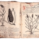 22 Irsa Matiolliho herbár liečivých rastlín, opis z 18. storočia