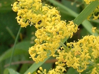 Galium_verum01