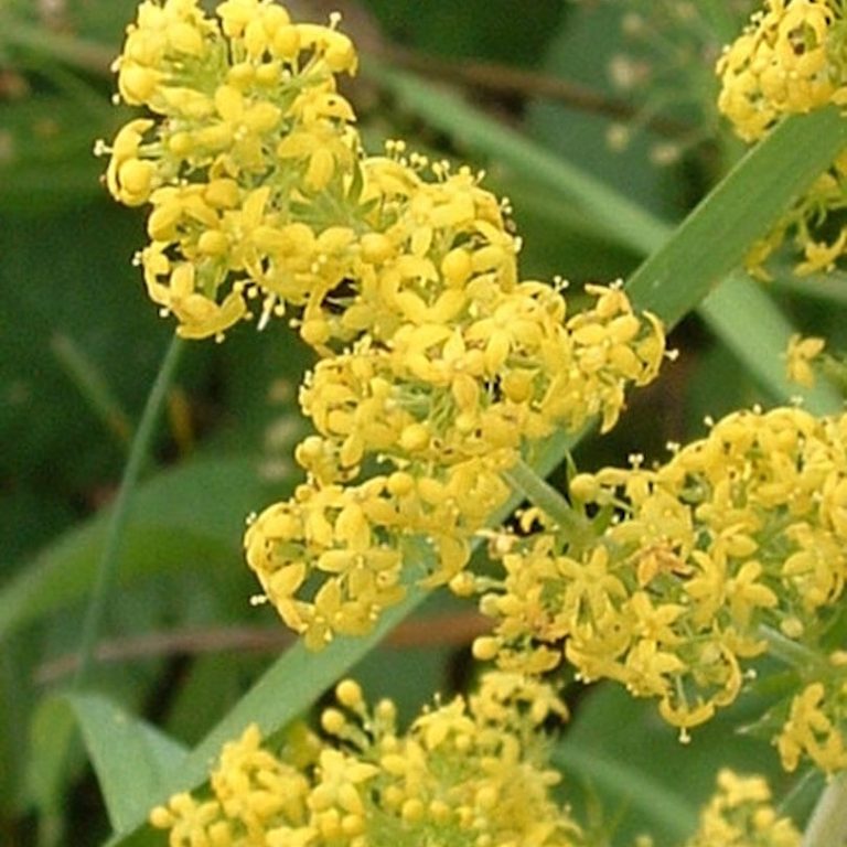 Galium_verum01