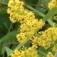 Galium_verum01