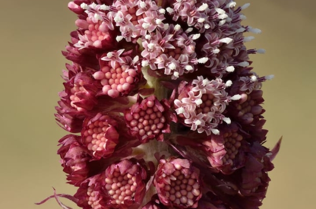 Petasites_hybridus_inflorescence_-_Keila