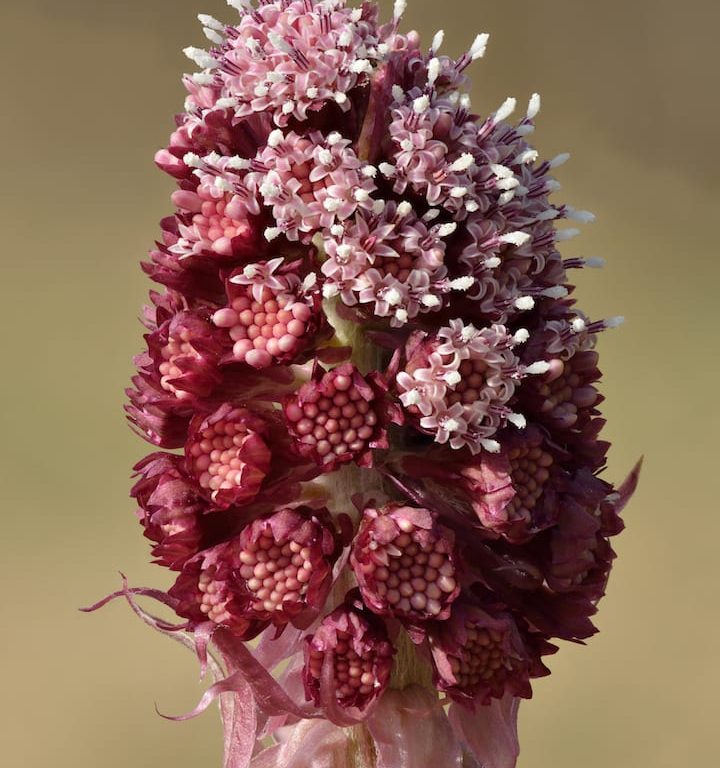 Petasites_hybridus_inflorescence_-_Keila