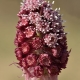 Petasites_hybridus_inflorescence_-_Keila