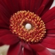 18 homeopatia