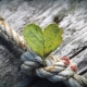 heart-4355253
