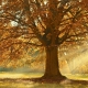 tree-4637270_1920