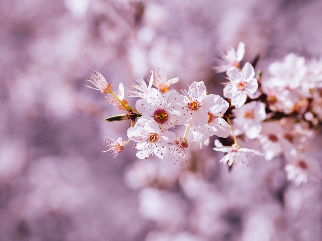 cherry-blossom-4896350