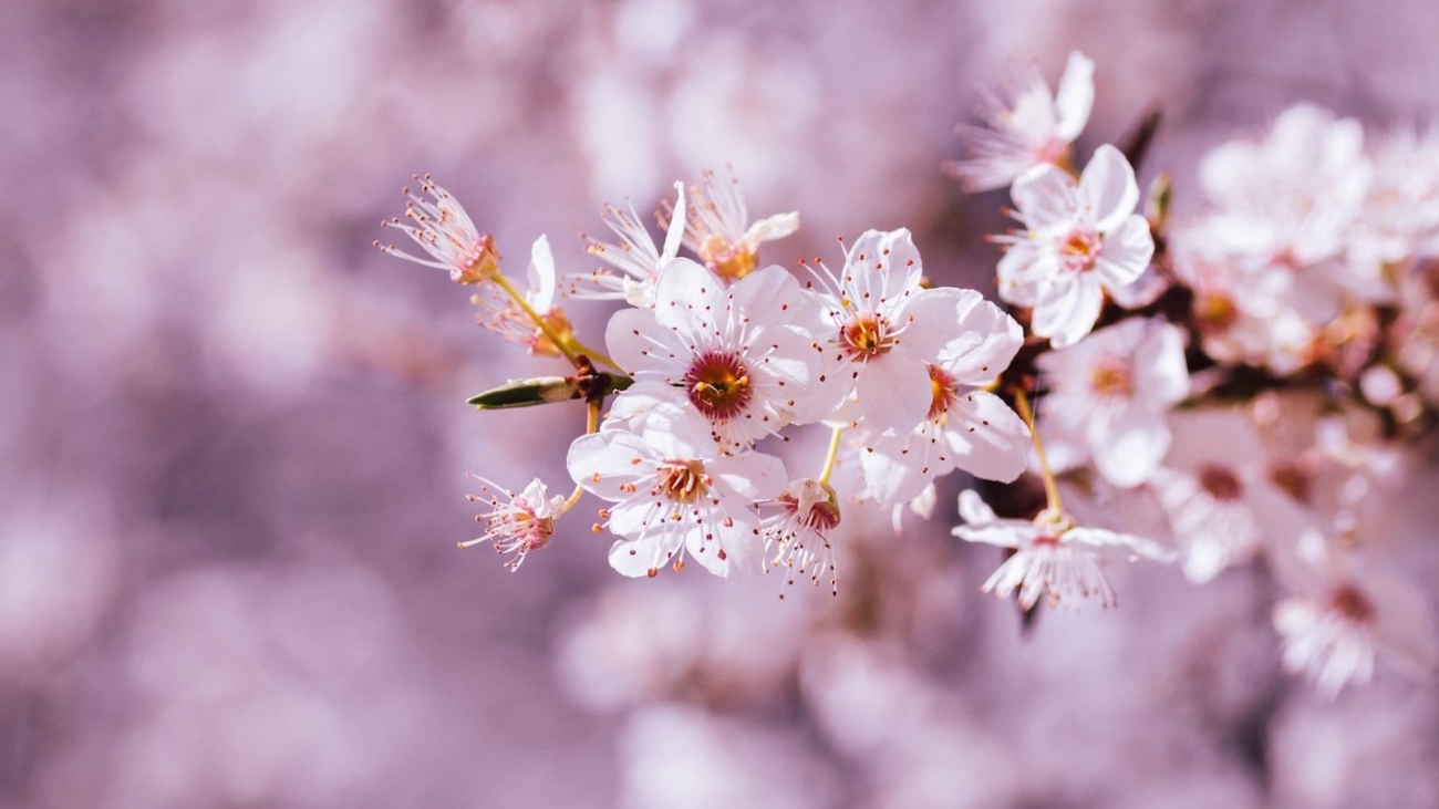 cherry-blossom-4896350