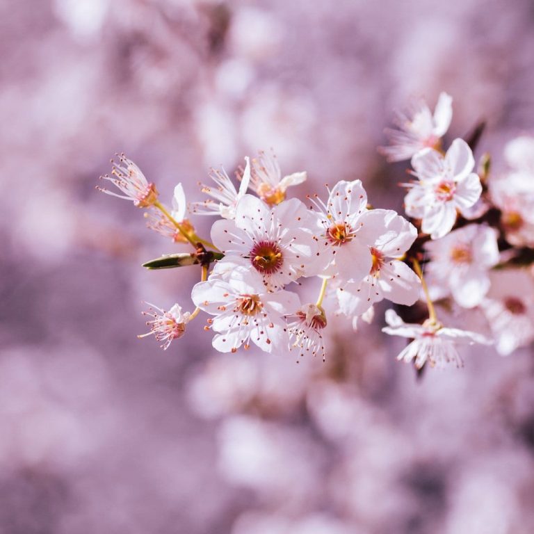 cherry-blossom-4896350