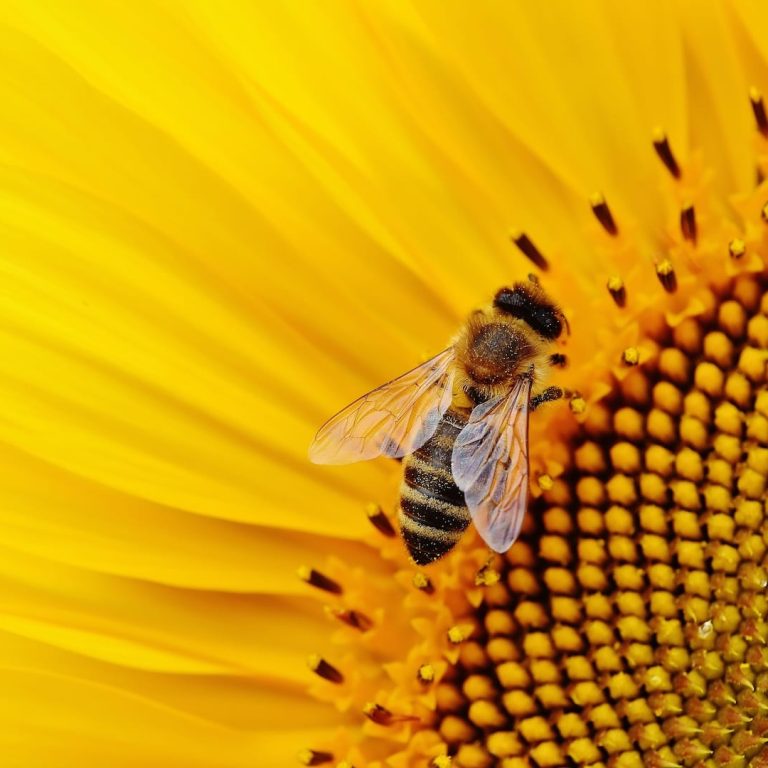 sunflower-1643794
